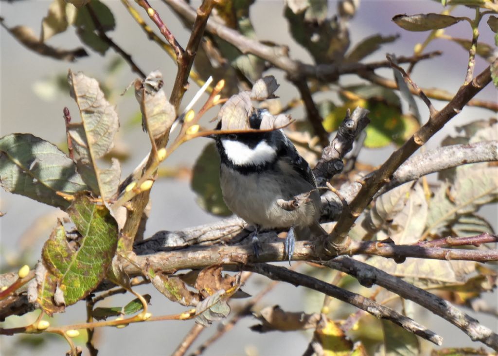 Piccolo uccellino da identificare